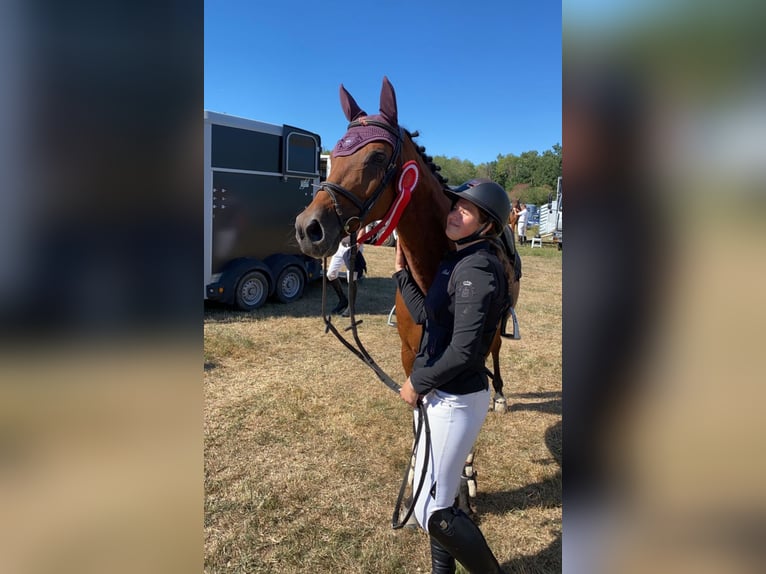 Caballo de deporte alemán Yegua 16 años 155 cm Castaño in Weiterstadt