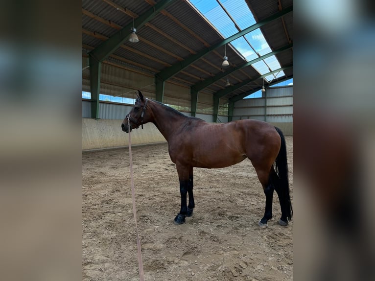 Caballo de deporte alemán Yegua 16 años 158 cm Castaño in Hildesheim