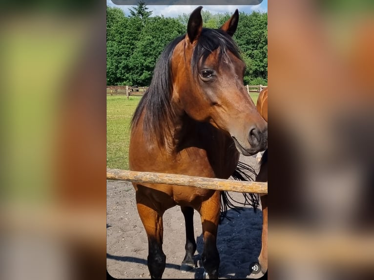 Caballo de deporte alemán Yegua 16 años 158 cm Castaño in Hildesheim