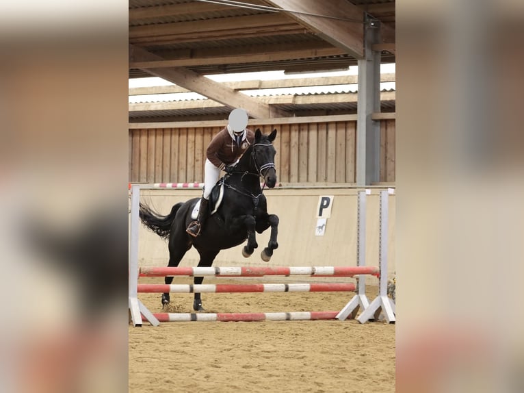 Caballo de deporte alemán Yegua 16 años 163 cm in Amstetten