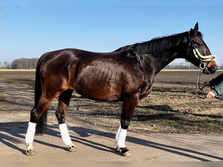 Caballo de deporte alemán Yegua 16 años 164 cm Castaño oscuro in Friedersdorf