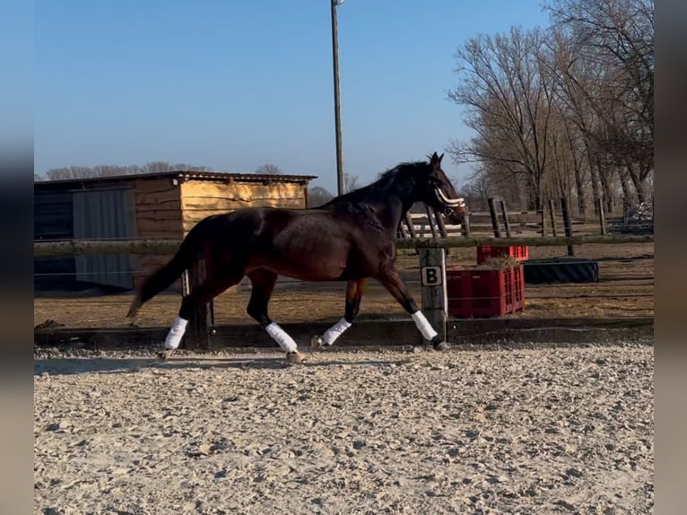 Caballo de deporte alemán Yegua 16 años 164 cm Castaño oscuro in Friedersdorf