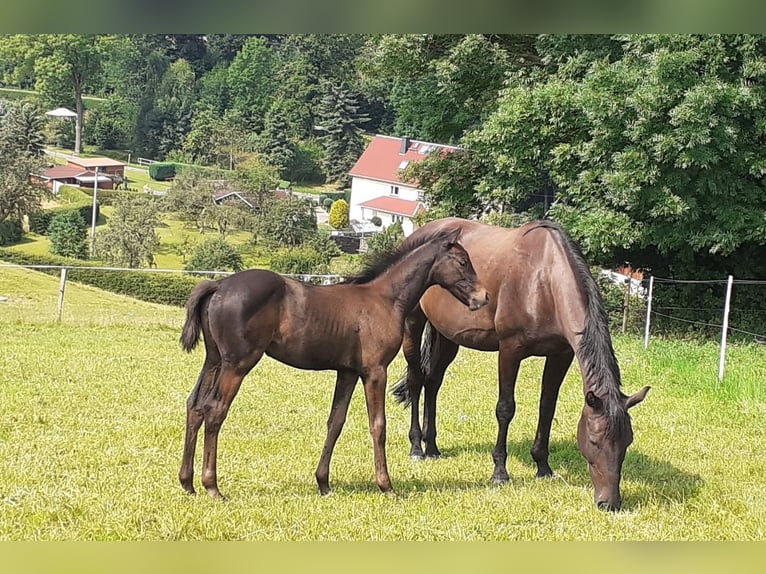 Caballo de deporte alemán Yegua 16 años 165 cm Negro in Frauenstein