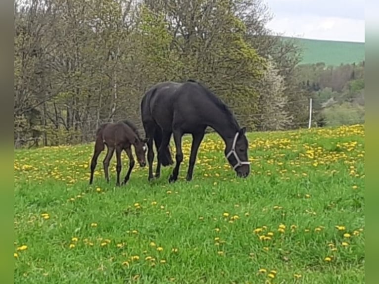 Caballo de deporte alemán Yegua 16 años 165 cm Negro in Frauenstein