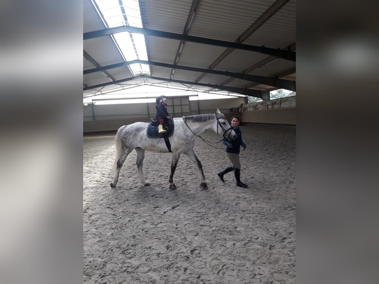 Caballo de deporte alemán Yegua 16 años 165 cm Tordo in Nottleben