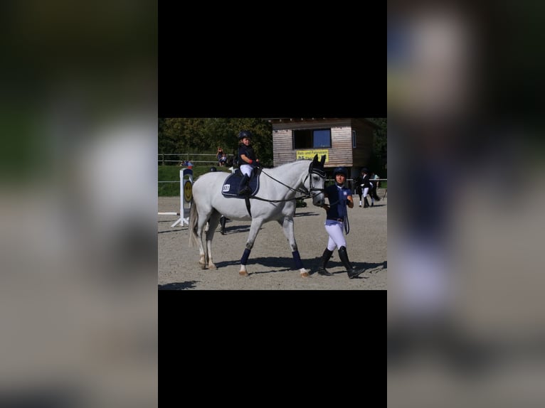 Caballo de deporte alemán Yegua 16 años 165 cm Tordo in Gadow