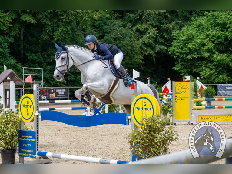 Caballo de deporte alemán Yegua 16 años 165 cm Tordo in Gadow