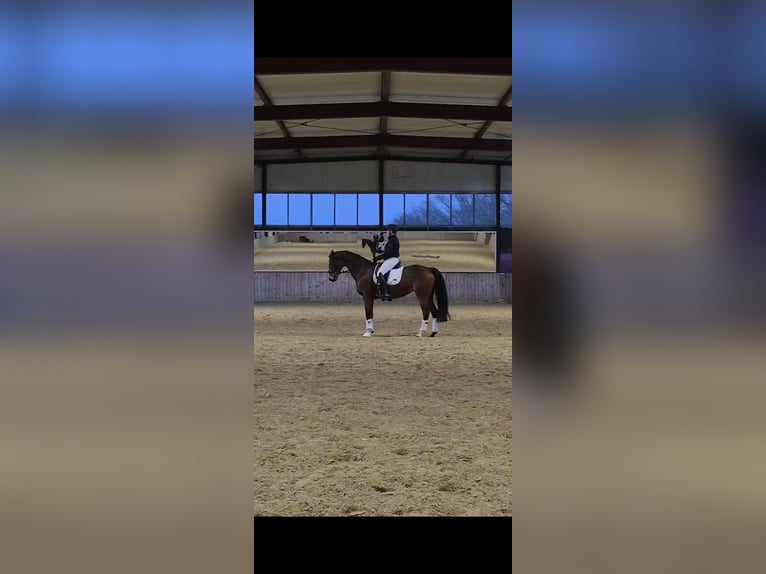 Caballo de deporte alemán Yegua 16 años 166 cm Castaño in Rheda-Wiedenbrück