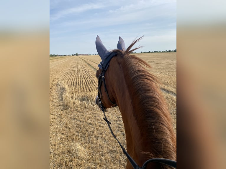 Caballo de deporte alemán Yegua 16 años 167 cm Alazán in Zschortau