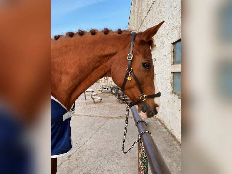 Caballo de deporte alemán Yegua 16 años 167 cm Alazán in Zschortau