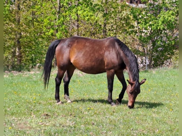 Caballo de deporte alemán Yegua 16 años 168 cm Castaño in Frauenstein