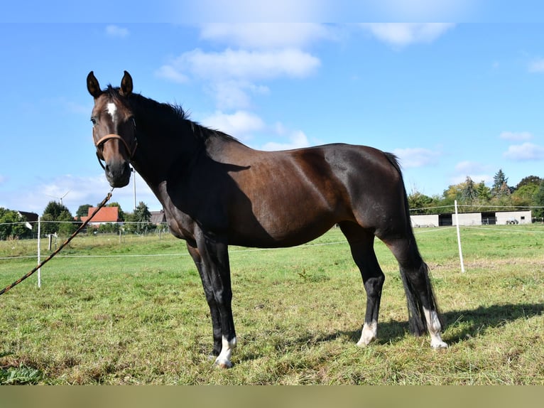 Caballo de deporte alemán Yegua 16 años 168 cm Castaño oscuro in Kakerbeck