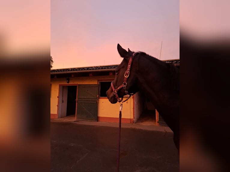 Caballo de deporte alemán Yegua 16 años 168 cm Castaño oscuro in Weilrod