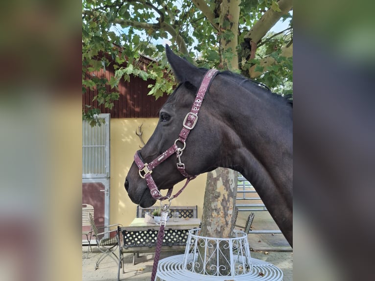 Caballo de deporte alemán Yegua 16 años 168 cm Castaño oscuro in Weilrod