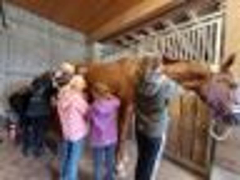 Caballo de deporte alemán Yegua 16 años 170 cm Alazán in Aalen