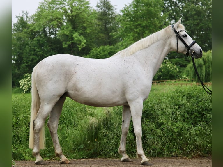 Caballo de deporte alemán Yegua 16 años 170 cm Tordo picazo in Glandorf