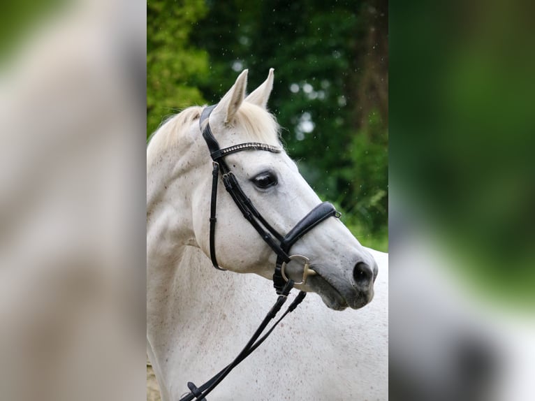 Caballo de deporte alemán Yegua 16 años 170 cm Tordo picazo in Glandorf