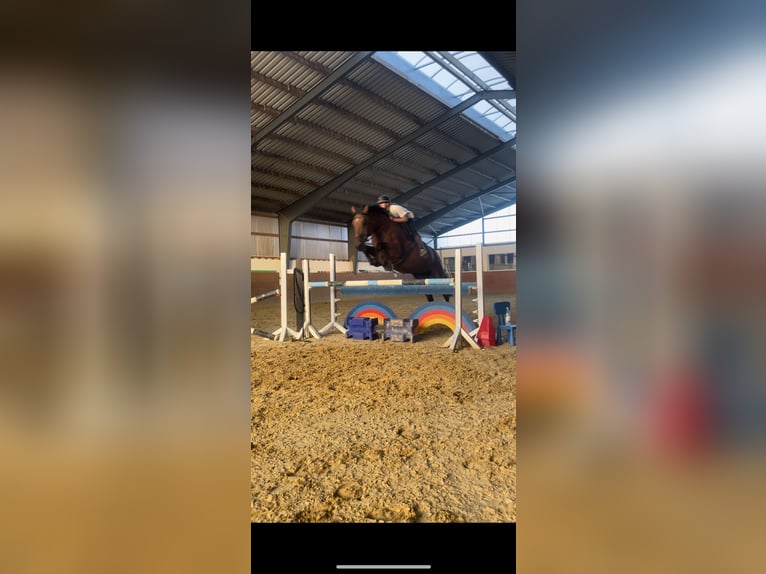 Caballo de deporte alemán Yegua 16 años 171 cm Castaño in Dingelstädt