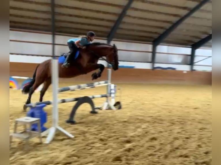 Caballo de deporte alemán Yegua 16 años 171 cm Castaño in Dingelstädt