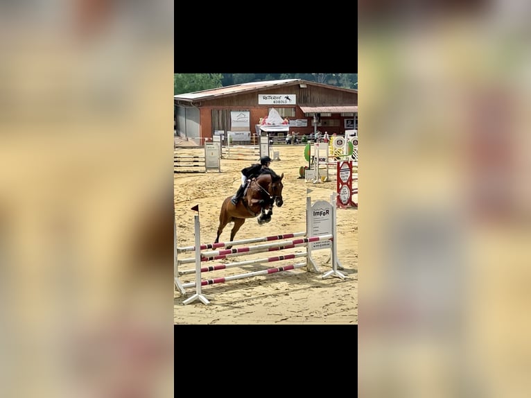 Caballo de deporte alemán Yegua 16 años 171 cm Castaño in Dingelstädt