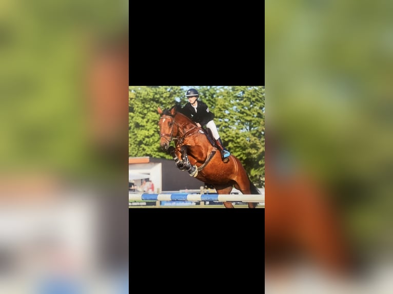 Caballo de deporte alemán Yegua 16 años 171 cm Castaño in Dingelstädt
