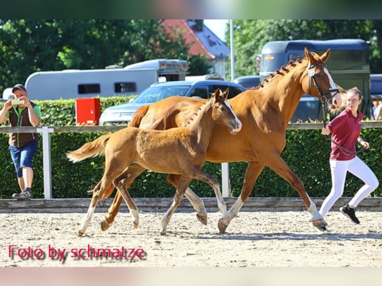 Caballo de deporte alemán Yegua 16 años 172 cm Alazán in Frauenstein