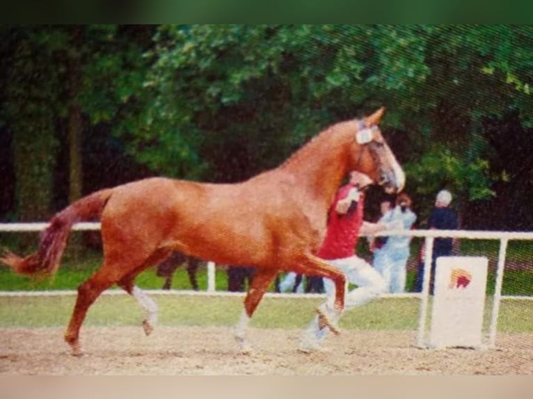 Caballo de deporte alemán Yegua 16 años 172 cm Alazán in Frauenstein