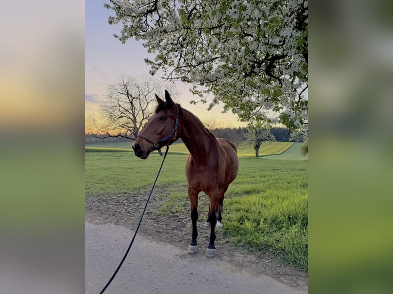 Caballo de deporte alemán Yegua 16 años 173 cm Castaño in Pforzheim