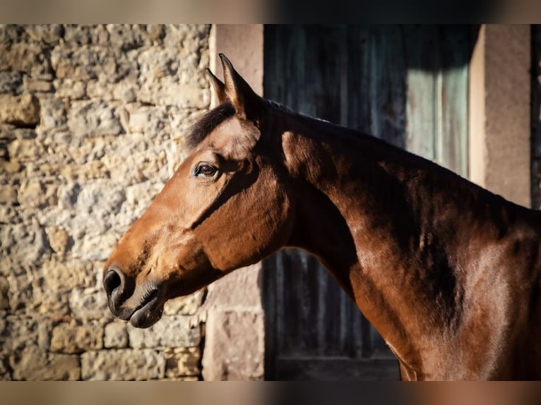 Caballo de deporte alemán Yegua 16 años 173 cm Castaño in Pforzheim
