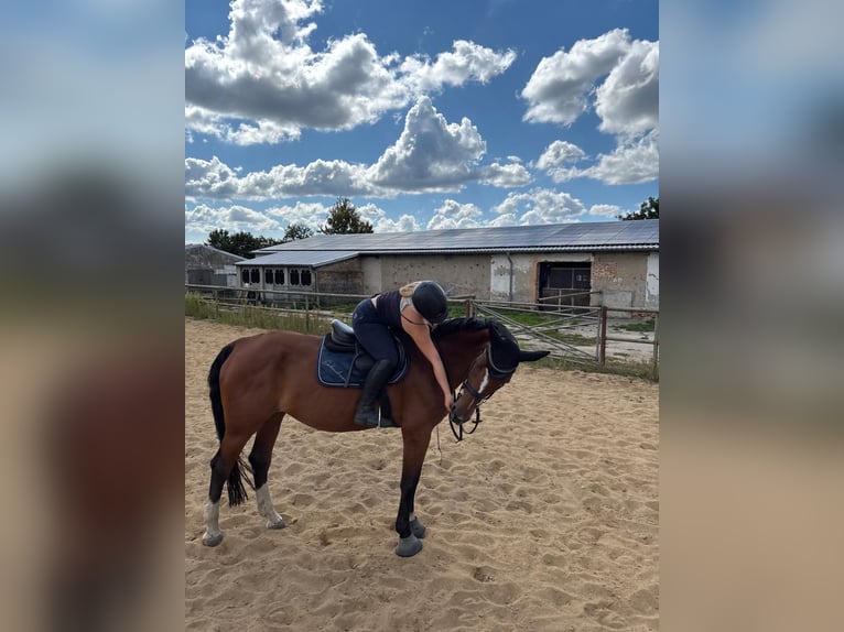 Caballo de deporte alemán Yegua 16 años 182 cm Castaño in Perleberg