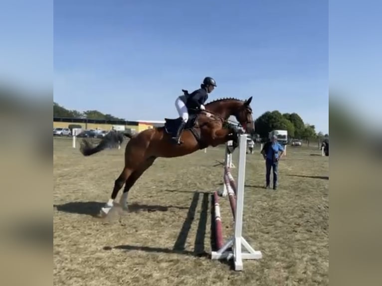 Caballo de deporte alemán Yegua 16 años 182 cm Castaño in Perleberg