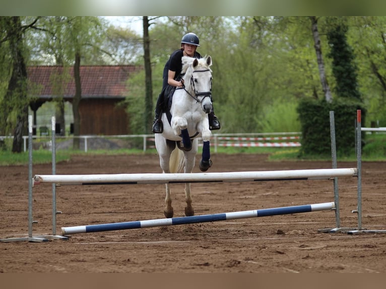Caballo de deporte alemán Yegua 17 años 163 cm Tordo in Lauf an der Pegnitz