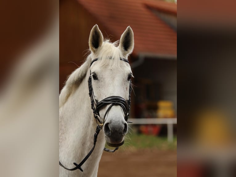Caballo de deporte alemán Yegua 17 años 163 cm Tordo in Lauf an der Pegnitz