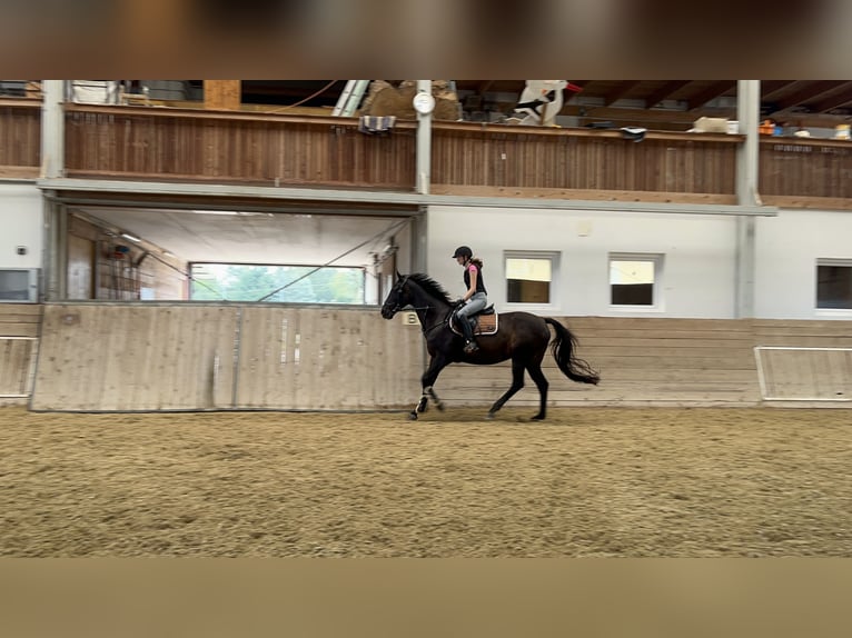 Caballo de deporte alemán Yegua 17 años 164 cm Castaño oscuro in Amstetten