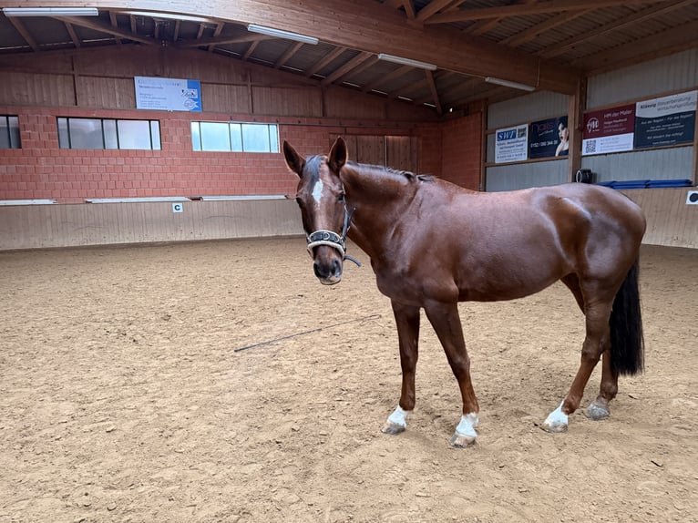 Caballo de deporte alemán Yegua 17 años 167 cm Alazán-tostado in Uder