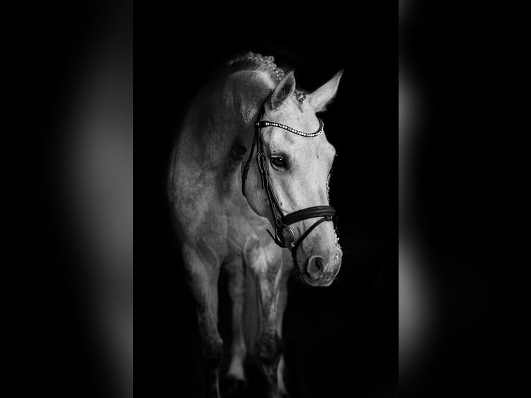 Caballo de deporte alemán Yegua 17 años 168 cm Tordo in Leuna
