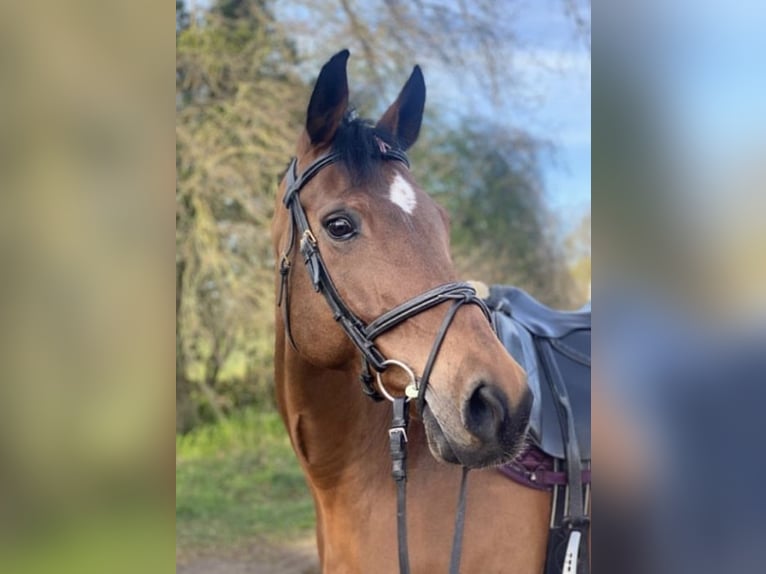 Caballo de deporte alemán Yegua 18 años 155 cm in Weiterstadt