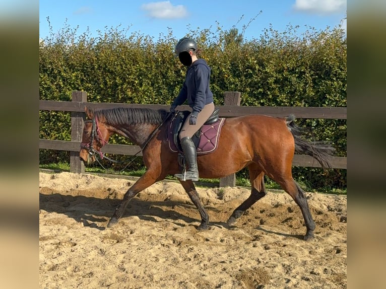 Caballo de deporte alemán Yegua 18 años 167 cm Castaño in Daleiden