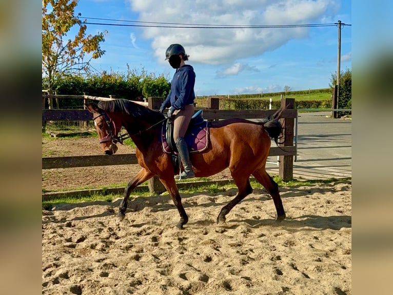 Caballo de deporte alemán Yegua 18 años 167 cm Castaño in Daleiden