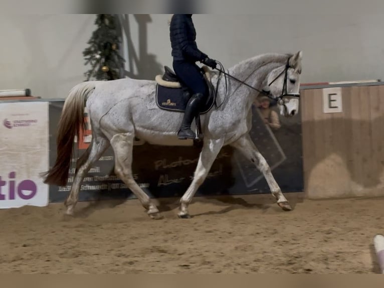 Caballo de deporte alemán Yegua 18 años 168 cm Tordo in Schwedt/Oder