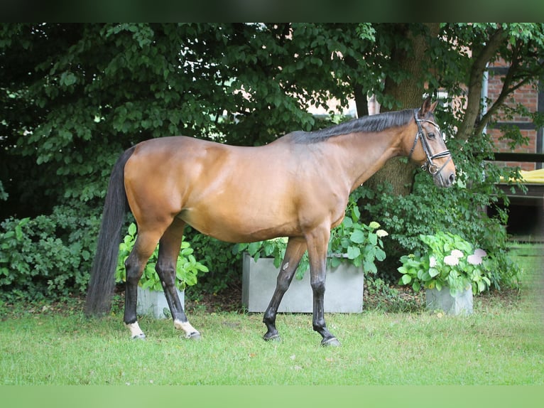 Caballo de deporte alemán Yegua 18 años 169 cm Castaño in EnnigerlohEnnigerloh