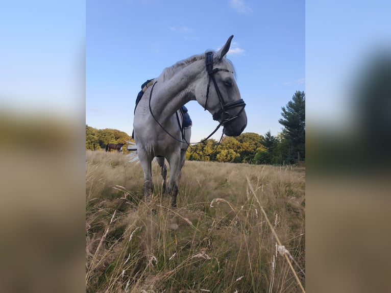 Caballo de deporte alemán Yegua 18 años 171 cm Tordo picazo in Hennef