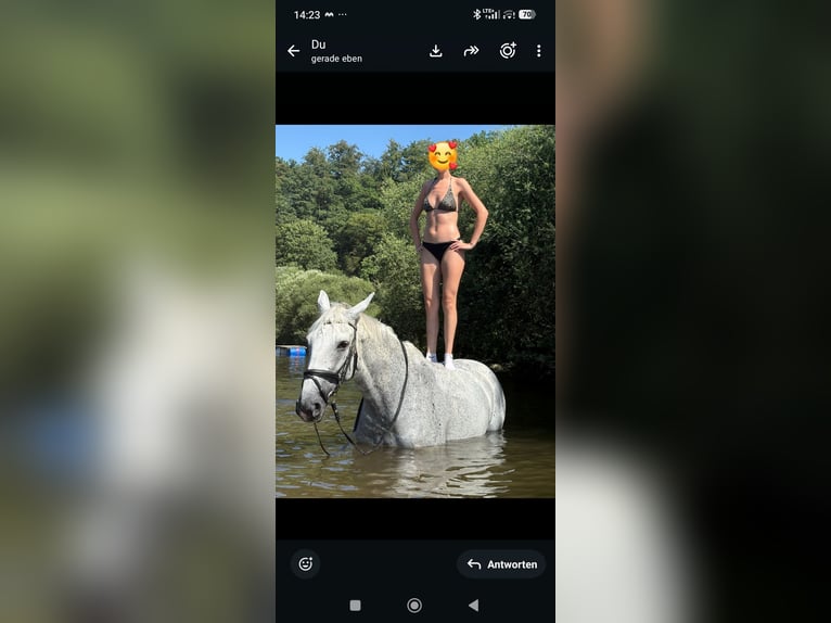 Caballo de deporte alemán Yegua 18 años 171 cm Tordo picazo in Hennef