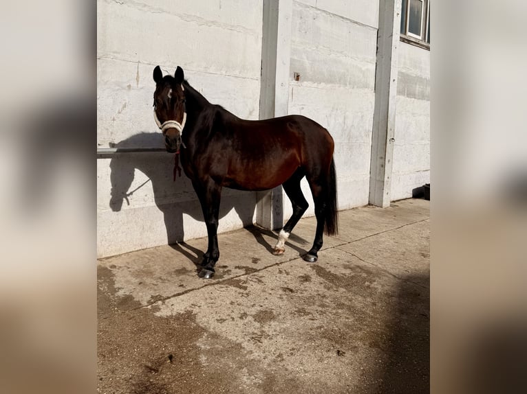 Caballo de deporte alemán Yegua 18 años 172 cm Castaño in Magdeburg
