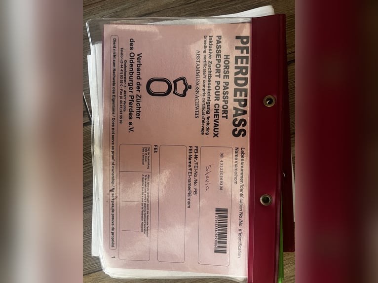 Caballo de deporte alemán Yegua 18 años in Lörrach