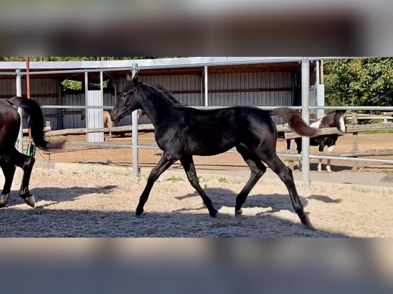 Caballo de deporte alemán Yegua 18 años in Lörrach