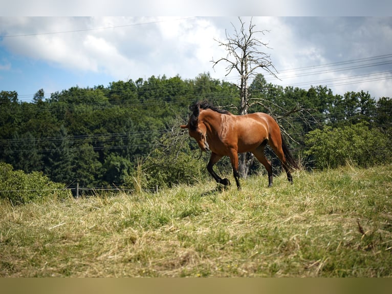 Caballo de deporte alemán Yegua 18 años in Lörrach