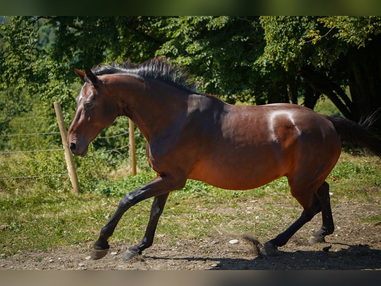 Caballo de deporte alemán Yegua 18 años in Lörrach