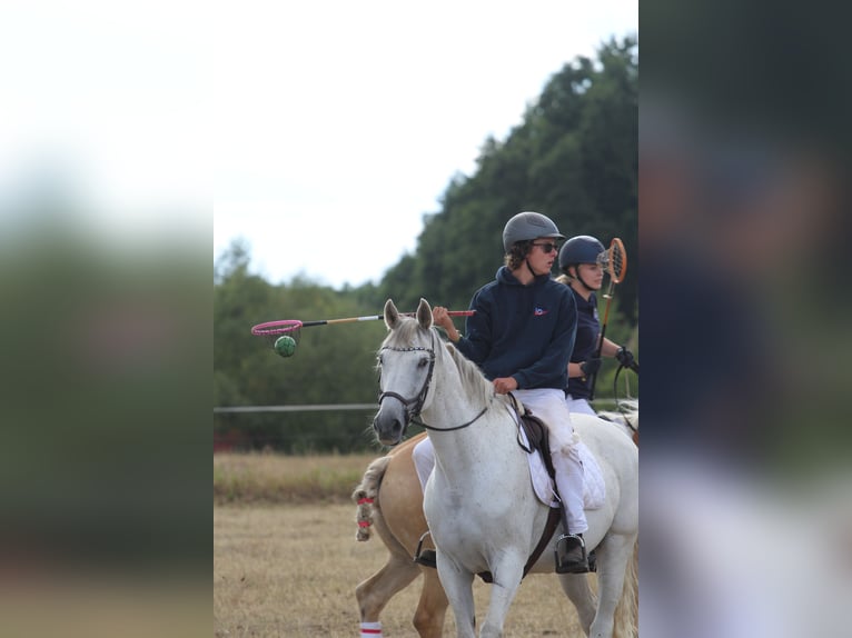 Caballo de deporte alemán Yegua 19 años 163 cm Tordo in Eldingen