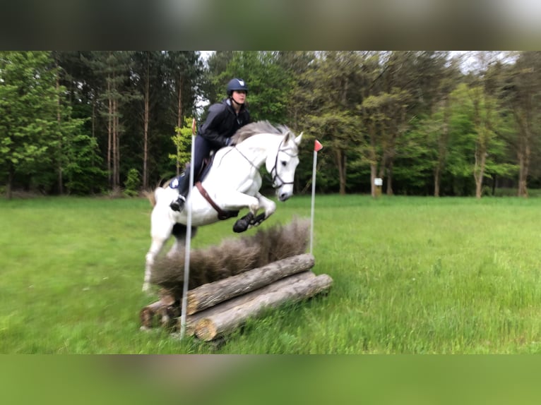 Caballo de deporte alemán Yegua 19 años 163 cm Tordo in Eldingen